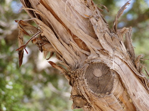 Closeup Of Cedar Tree