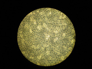 laboratoire de biologie