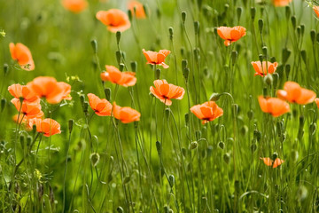 orange flower forest