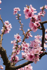 perfect pink blossoms