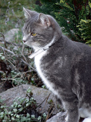 Fototapeta premium cat