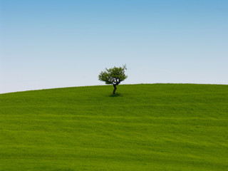 monoalbero_1