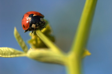  ladybird