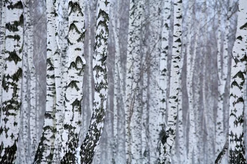 Gordijnen berkenhout in de winter © Vladimir Melnik