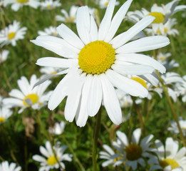 marguerite commune