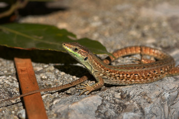 lizard
