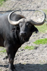 cape buffalo