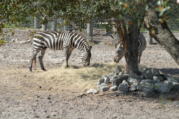Obraz na płótnie Canvas two zebras