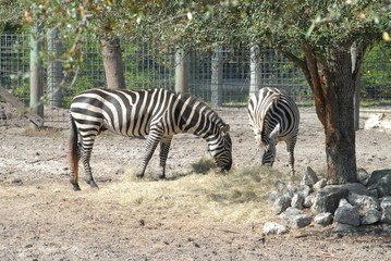 Fototapeta na wymiar zebras