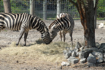 Fototapeta na wymiar zebras nose to nose