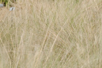 fine grass texture