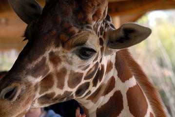 Fototapeta premium giraffe face