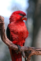 lorikeet on branch