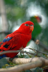 lorikeet