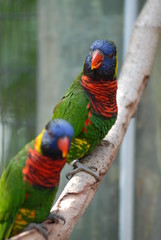 two lorikeets