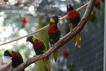 lorikeet meeting