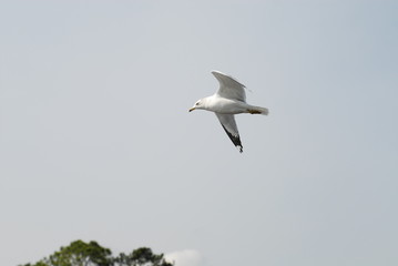 seagull in flight