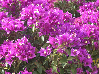 Obraz premium Un bougainvillier mauve en fleurs
