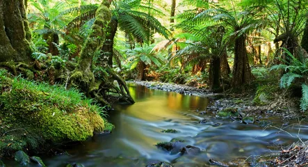 Foto auf Acrylglas Australien Regenwald-Flusspanorama