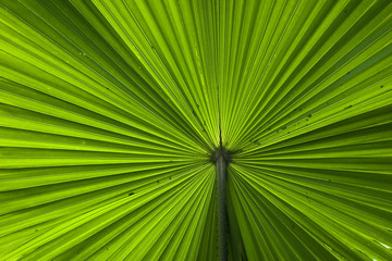 green palm frond