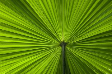 Crédence de cuisine en verre imprimé Palmier green palm frond