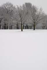 virgin snow and trees 1