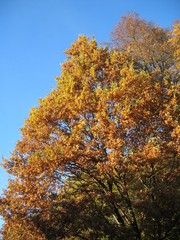 a tree in autumn