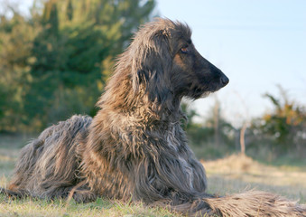 lévrier afghan