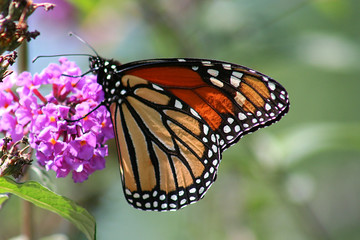 monarch