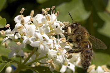 abeille - fleur blanche