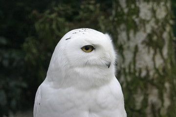 Obraz premium snow owl