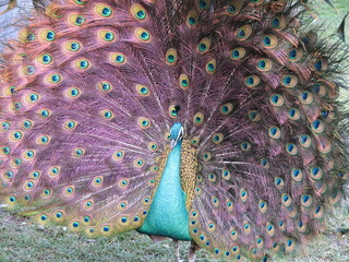 peacock posing