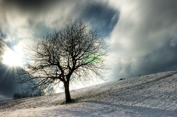 Fototapeta premium winter tree