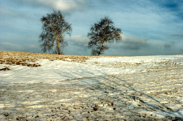 winter tree