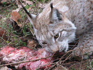lynx eating