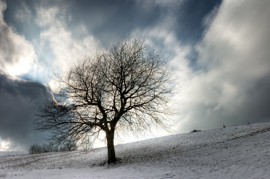winter tree