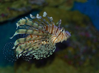 poisson