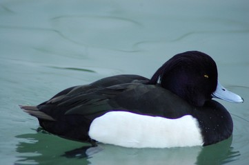 canard white and black