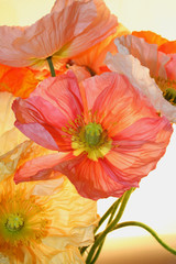 Obraz premium kwiat maku