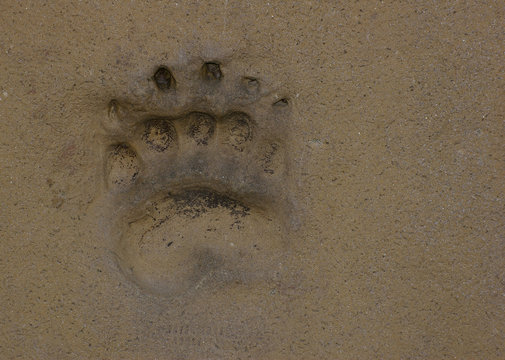trace d'ours
