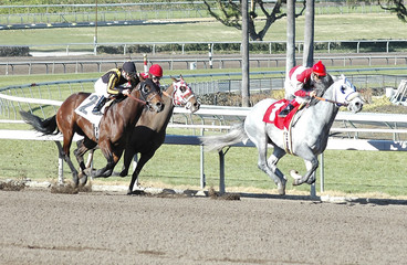 race horses stretching 3
