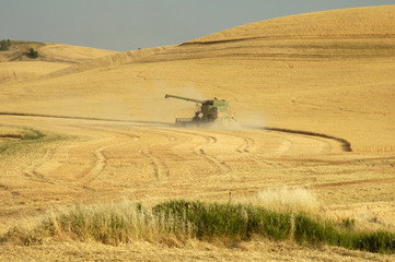 Obraz premium wheat harvest 1