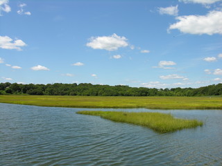 marshland on the seacoast