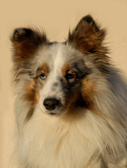 shetland bleu merle