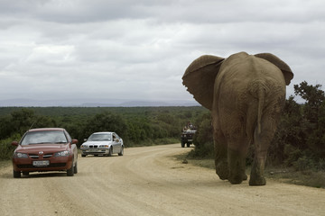 elephants d’afrique du sud