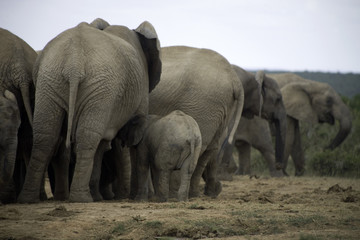 Fototapeta na wymiar elephants d’afrique du sud