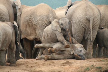 elephants d’afrique du sud