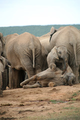 Fototapeta premium elephants d’afrique du sud