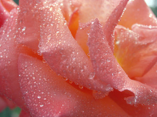 Fototapeta premium rose dew (7)