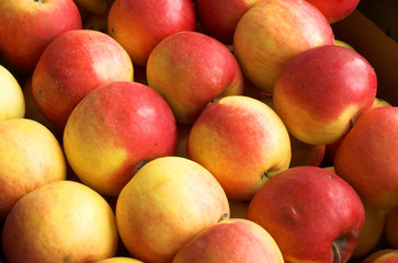 a lot of apples
